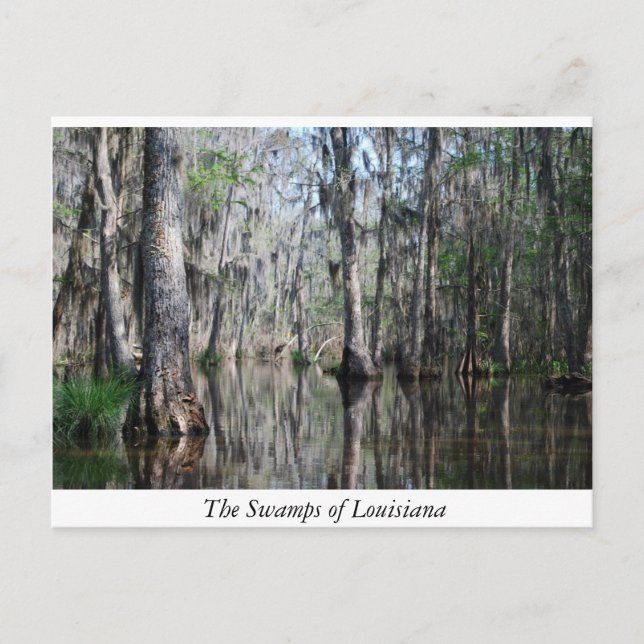 The Swamps of Louisiana Postcard (Front)