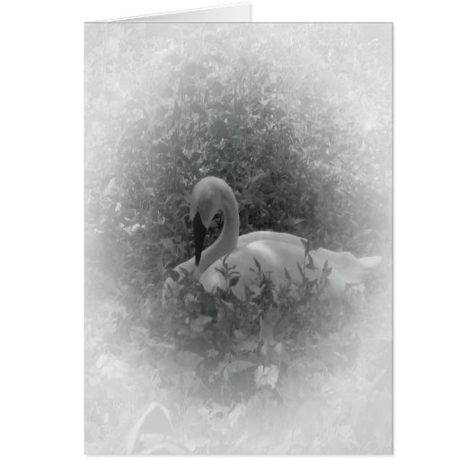 The Swan Cards (Front)