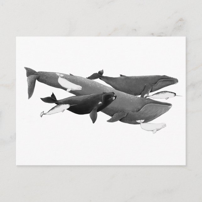 The Swim Of Whales Illustration Art  Postcard (Front)