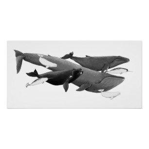 The Swim Of Whales Illustration Art Whale Poster
