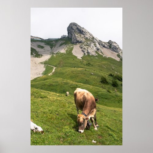 The Swiss cows in the Alps Poster