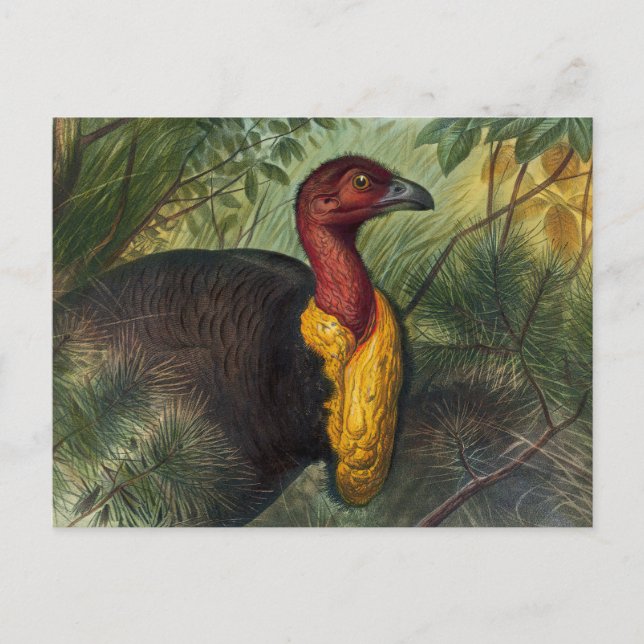 The Talegalla by Joseph Wolf Postcard (Front)