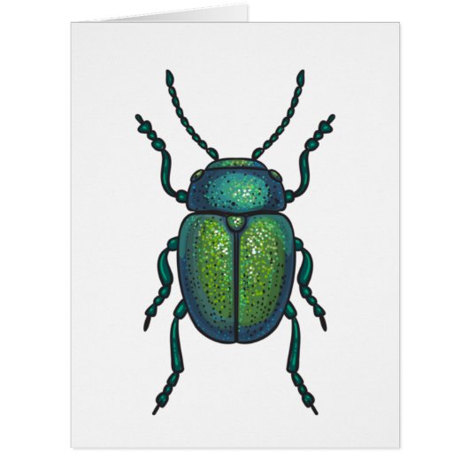 The tansy beetle (Front)