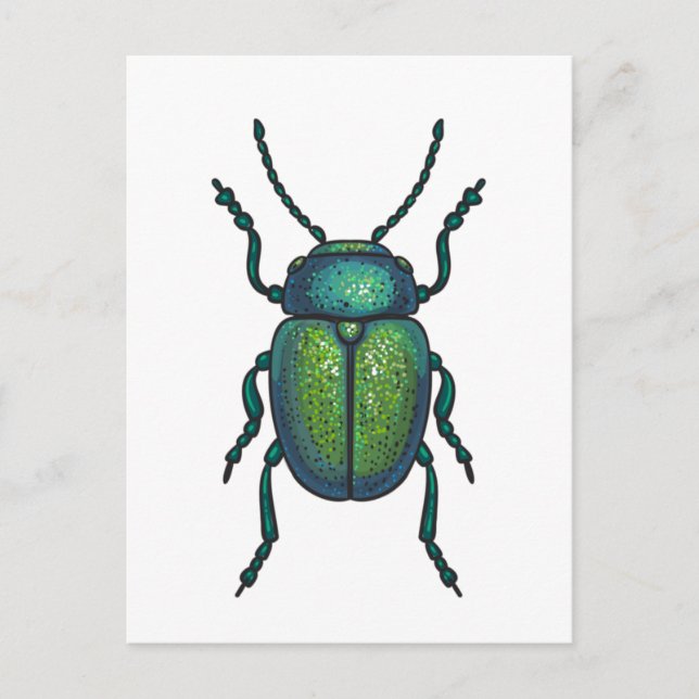 The tansy beetle postcard (Front)