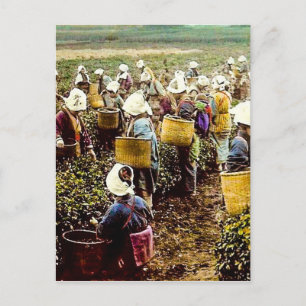 The Tea Pickers of Old Japan Vintage Hand Colored Postcard