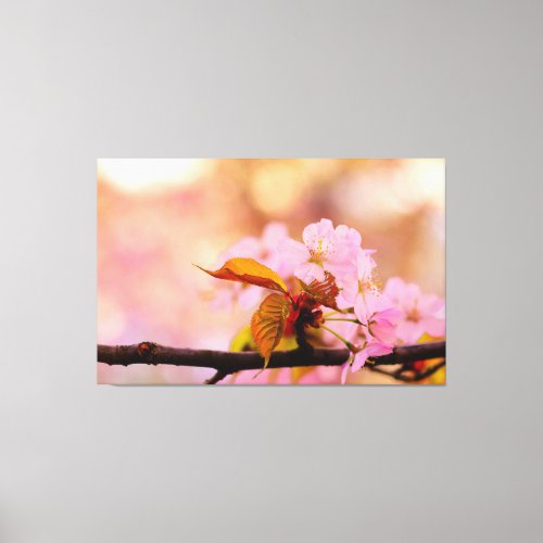 The Tender Warmth Of Sakura Flowers In Spring Canvas Print