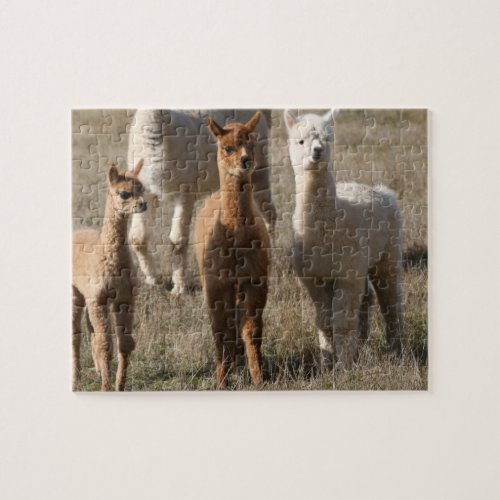 The Three Amigos Alpaca_Style Jigsaw Puzzle