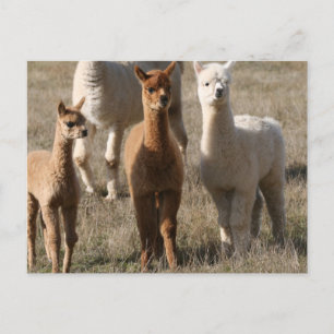The Three Amigos, Alpaca-Style Postcard