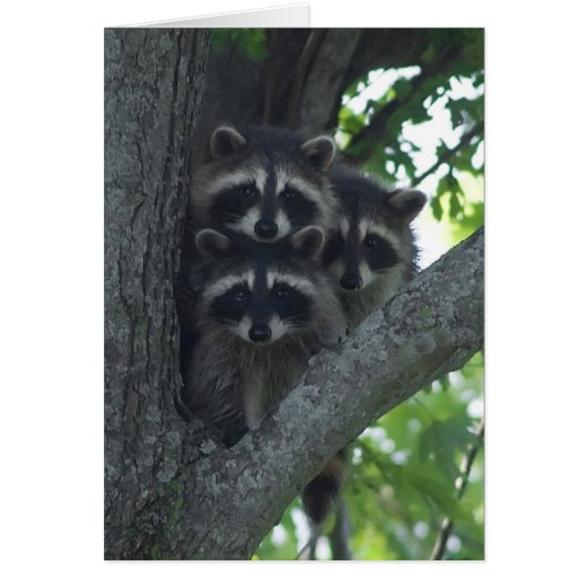 The Three Amigos Cards (Front)