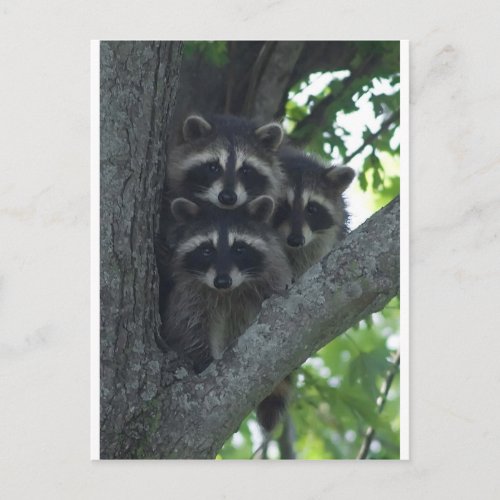 The Three Amigos Postcard