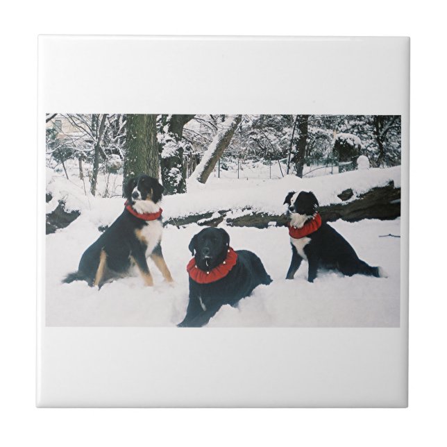 The Three Musketeers! Ceramic Tile (Front)