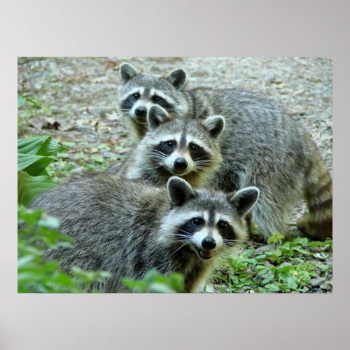The Three Raccoon Poster