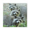 The Three Raccoons
