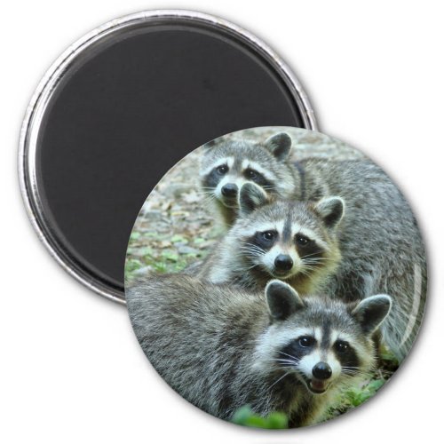 The Three Raccoons Magnet