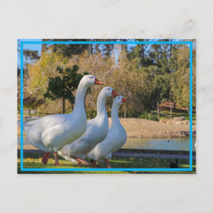 The Three Stooges Postcard