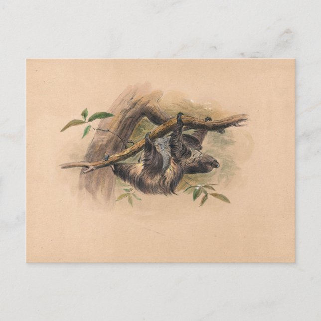 The Three-Toed Sloth by Joseph Wolf Postcard (Front)