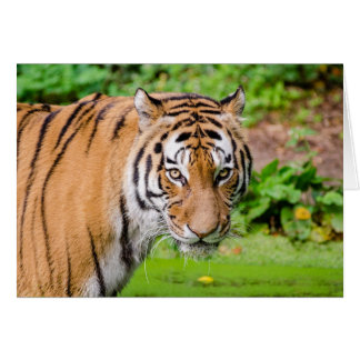 Tiger Valentine Cards - Greeting & Photo Cards | Zazzle