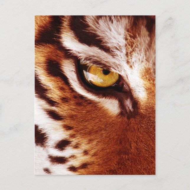 The Tiger's Eye Photograph Postcard (Front)