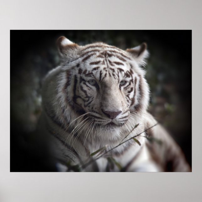 The Tiger's  Watchful Eye Poster (Front)