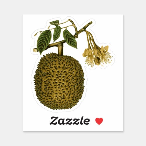 The Timeless Charm of Durian _ vintage bitanical i Sticker
