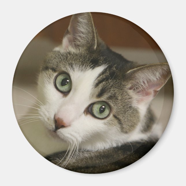 The Tiniest Tiger Button Magnet (Front)