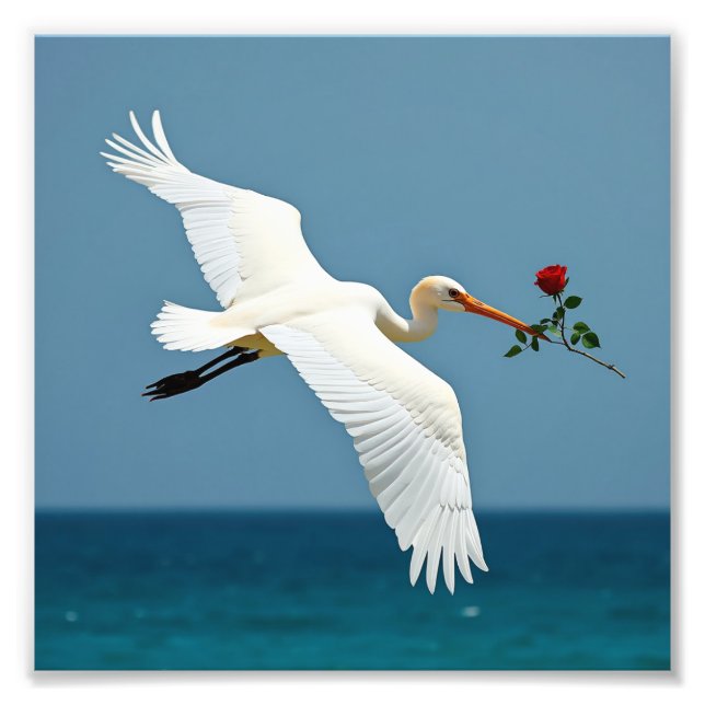 The traveling bird photo print (Front)