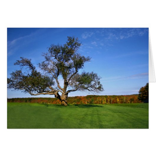 The Tree at Topsmead - Blank (Front Horizontal)