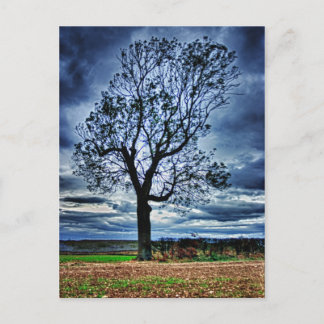 The Tree HDR postcard