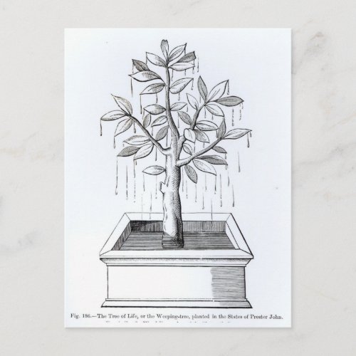 The Tree of Life or the Weeping Tree Postcard