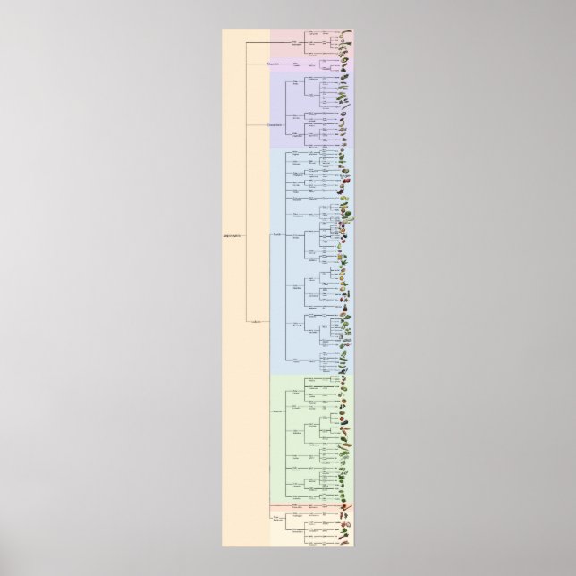 The Tree of Yum: Plantae Poster (Front)