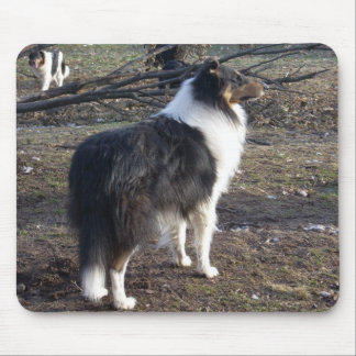 The Tri-color Collie Mouse Pad