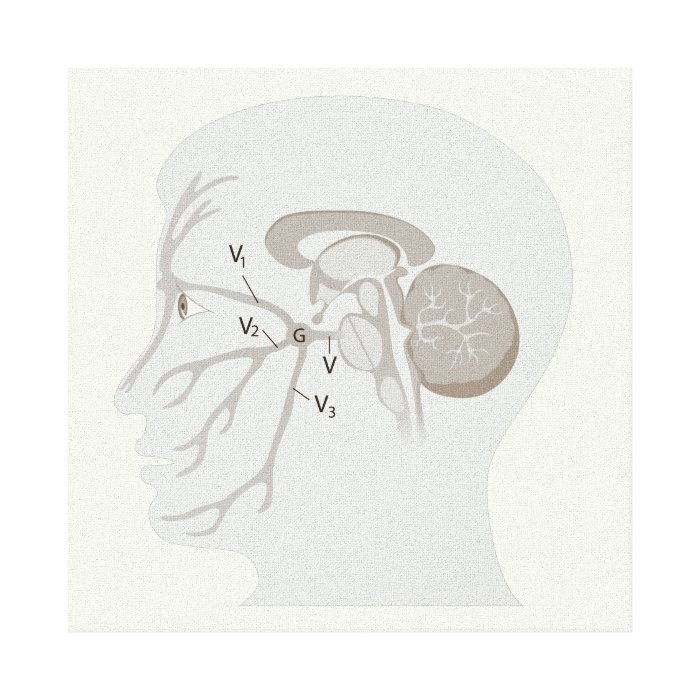 The trigeminal nerve, human anatomy gallery wrap canvas