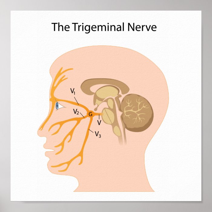 The trigeminal nerve Poster