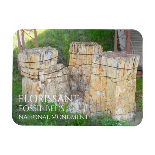 The Trio Tree Stumps Florissant Fossil Beds Magnet