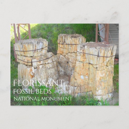 The Trio Tree Stumps Florissant Fossil Beds  Postcard