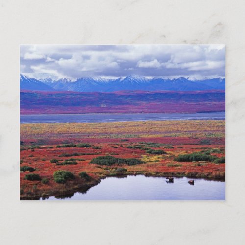 The tundra of Denali National Park in the late Postcard