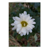 The turned up petal (Front)