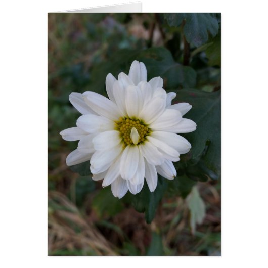 The turned up petal (Front)