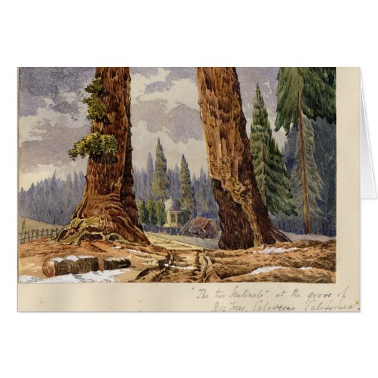 The Two Sentinels, at the Grove of Big Trees Cards (Front Horizontal)