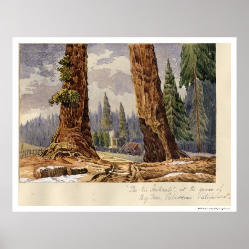 The Two Sentinels at the Grove of Big Trees Poster