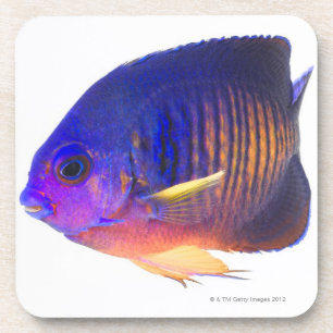 The two-spined angelfish drink coaster