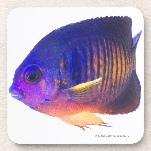 The two-spined angelfish drink coaster (Front)