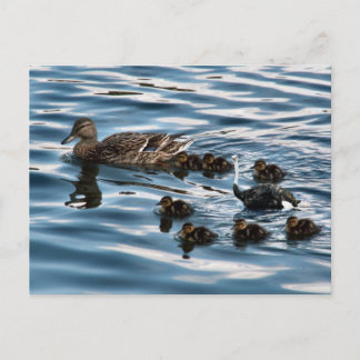 The ugly duckling postcard