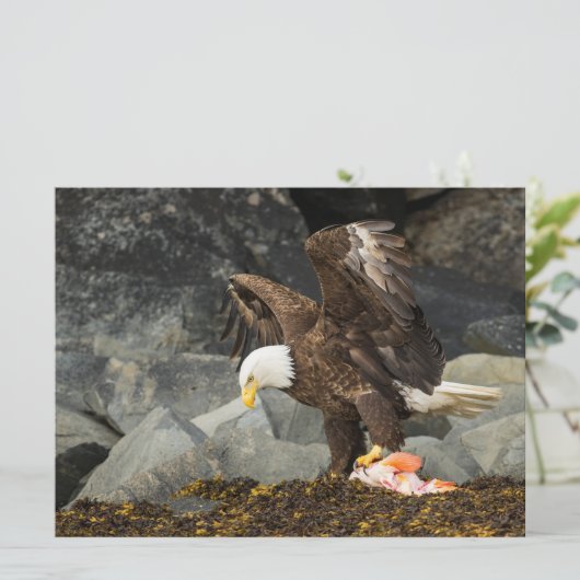 The Ultimate Bald Eagle (Standing Front)