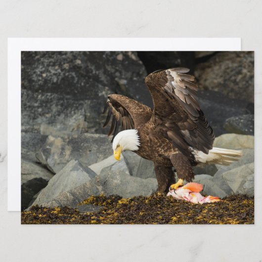 The Ultimate Bald Eagle (Front/Back)