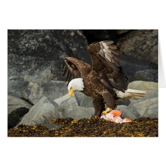 The Ultimate Bald Eagle Cards (Front Horizontal)