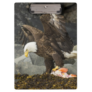 The Ultimate Bald Eagle Clipboard