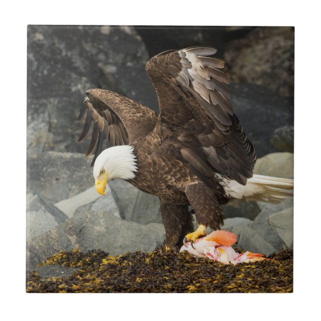 The Ultimate Bald Eagle Tile (Front)
