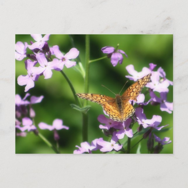 The Variegated One Butterfly Photography Art Postcard (Front)