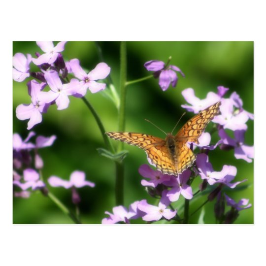The Variegated One Butterfly Photography Art Postcard
